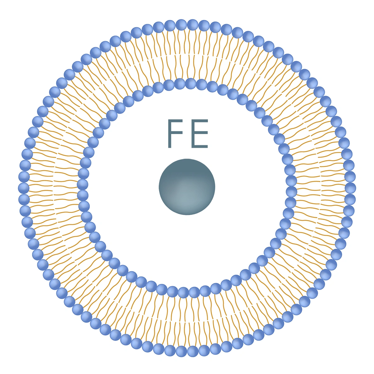 Формула липосомального железа графика