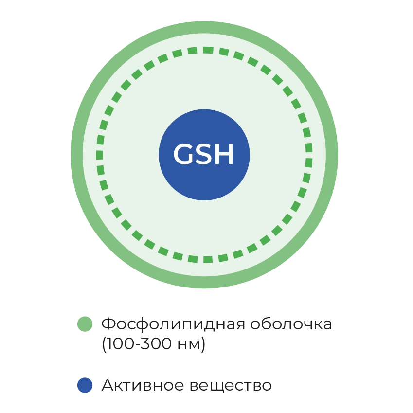 схема липосомы схема липосомы